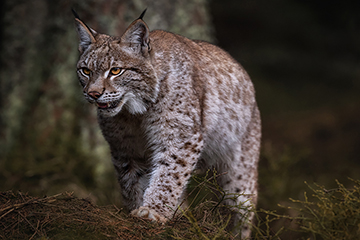 Luchs